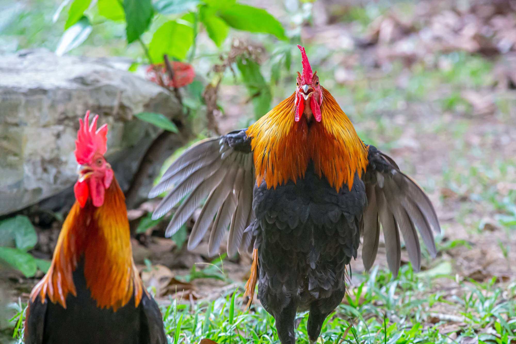 Image of two roosters