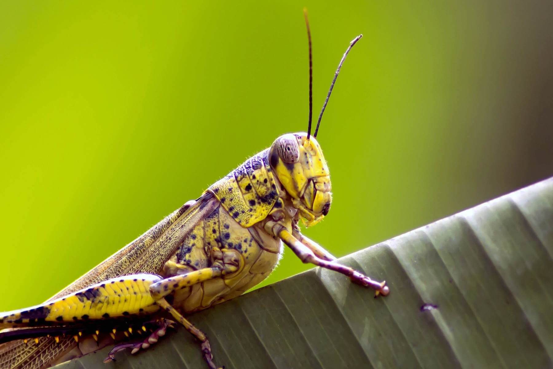 Image of yellow cricket