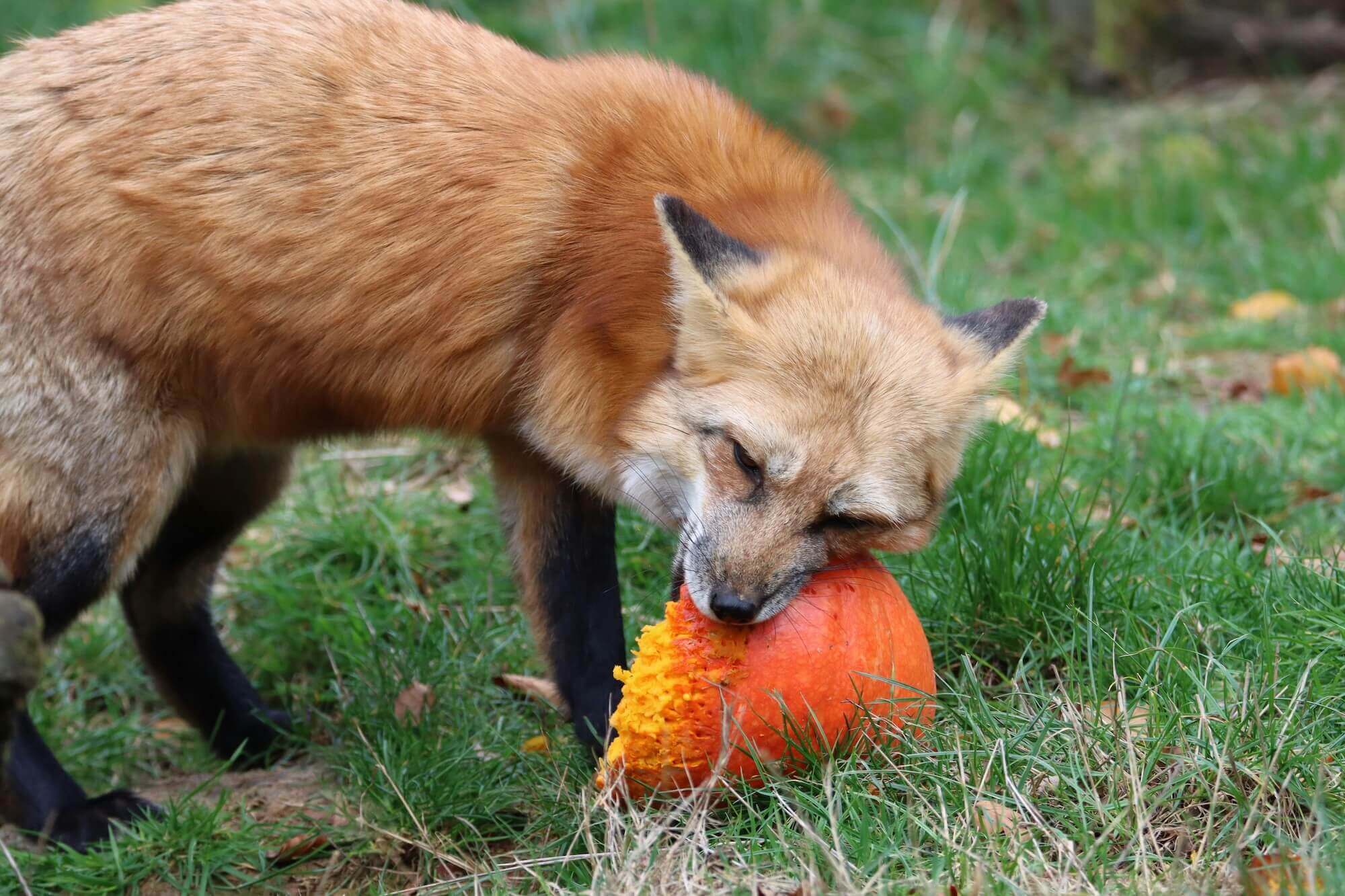 Image of a fox eating pumpkin
