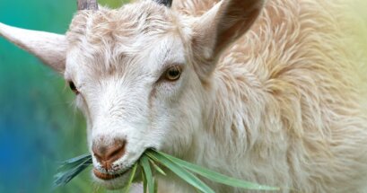 Image of a goat eating grass