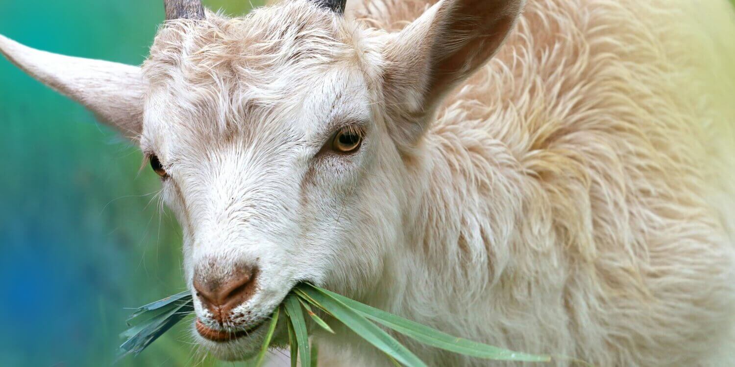 goat eating grass featured image Benefits and Resources to Get Started
