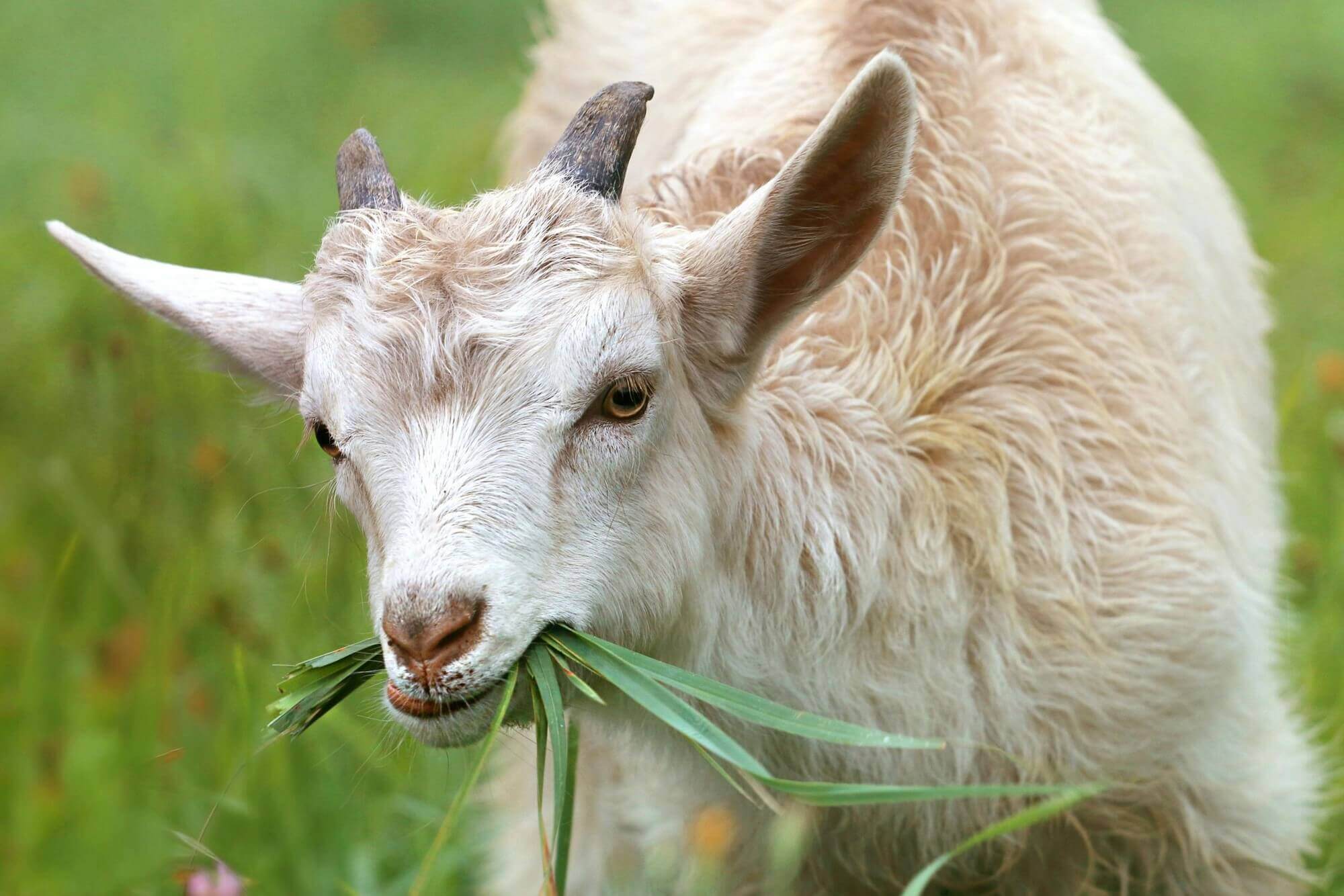 Image of a goat eating grass