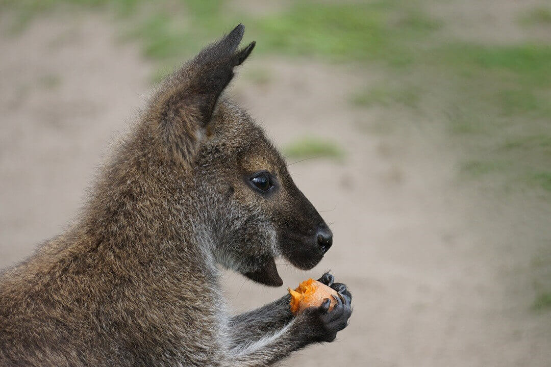 Image of a kangaroo eating fruit