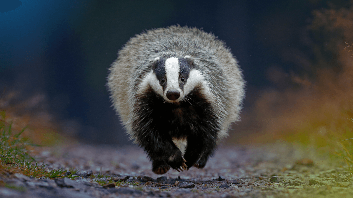 Image of a badger in the wild