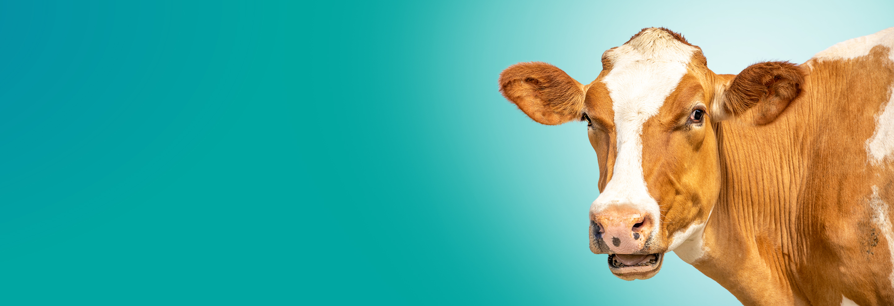 Decorative image of a cow on teal background