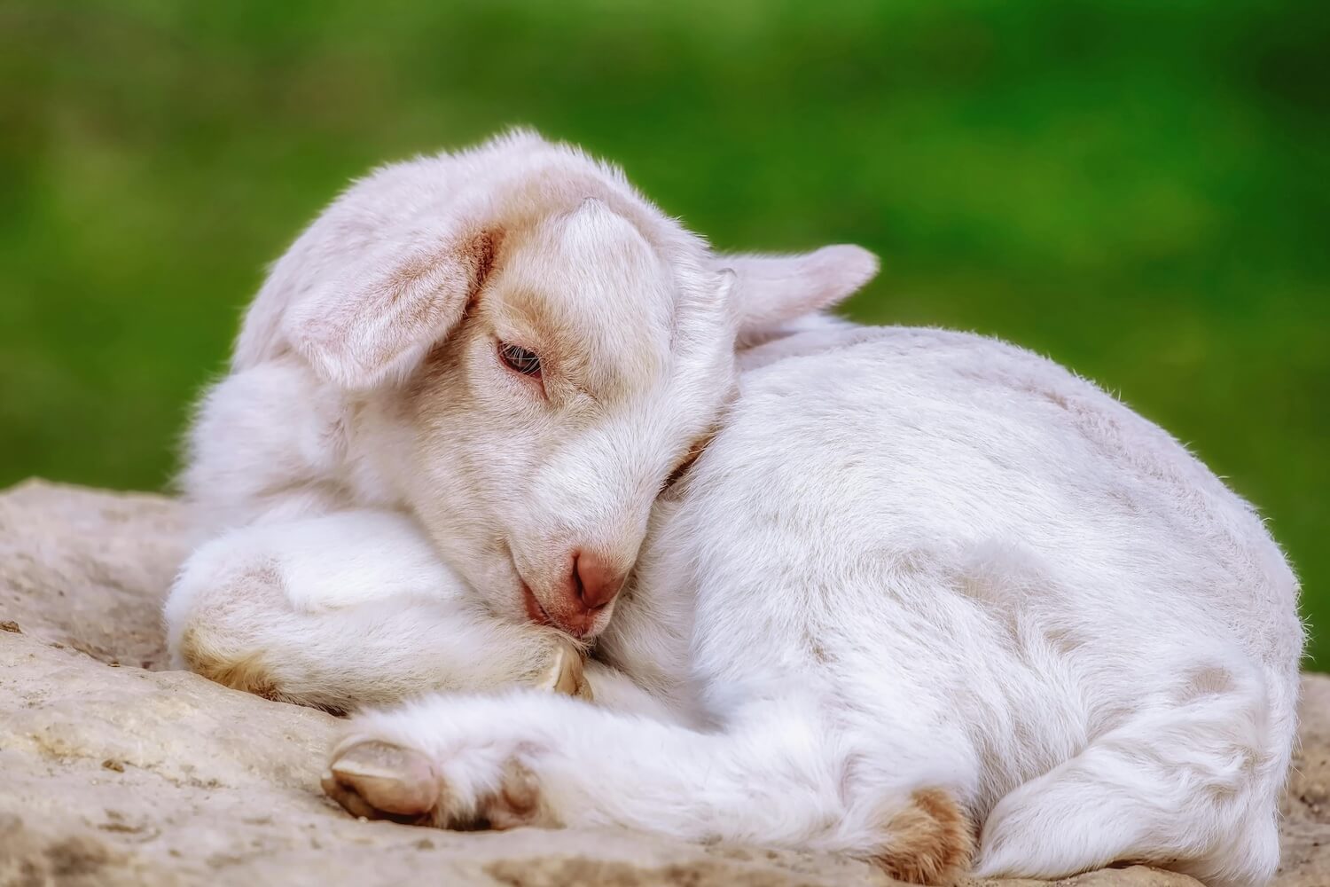 Image of a cute baby goat