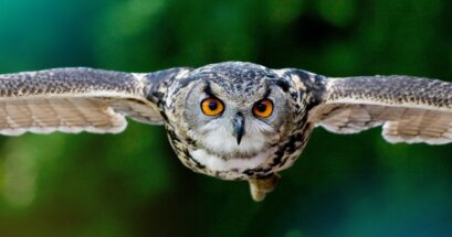 Image of an owl flying