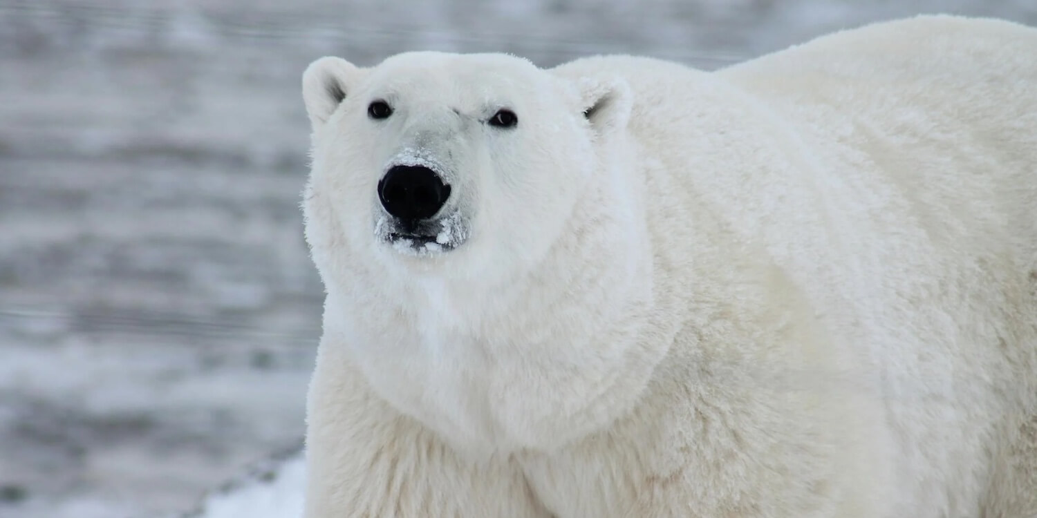 Image of a polar bear