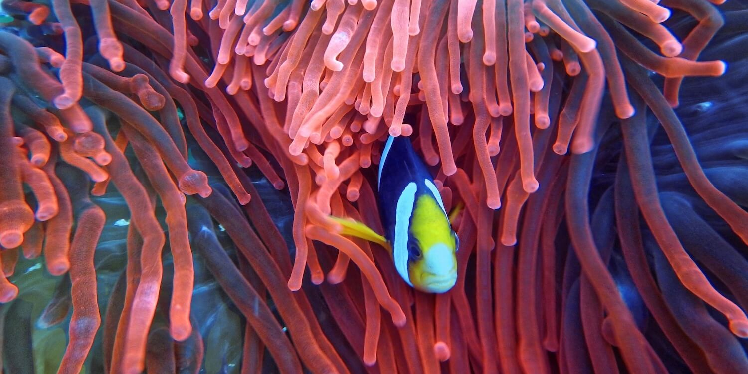 Image of a fish in reefs
