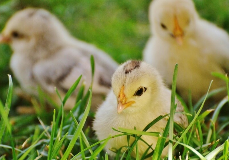 Image of three chicks in grass