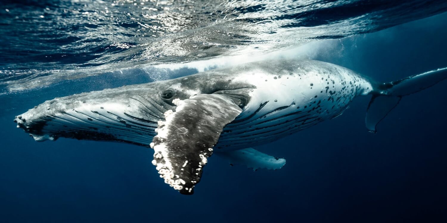Image of a whale in the ocean