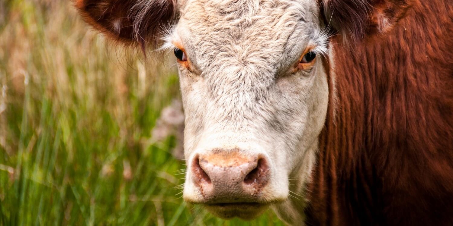 Image of a white and brown cow