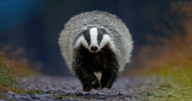 Image of a badger in the wild