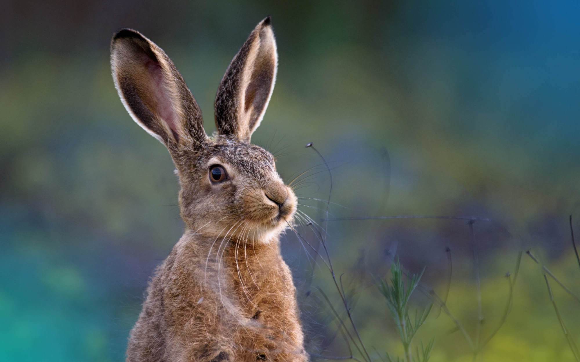 Image of a hare