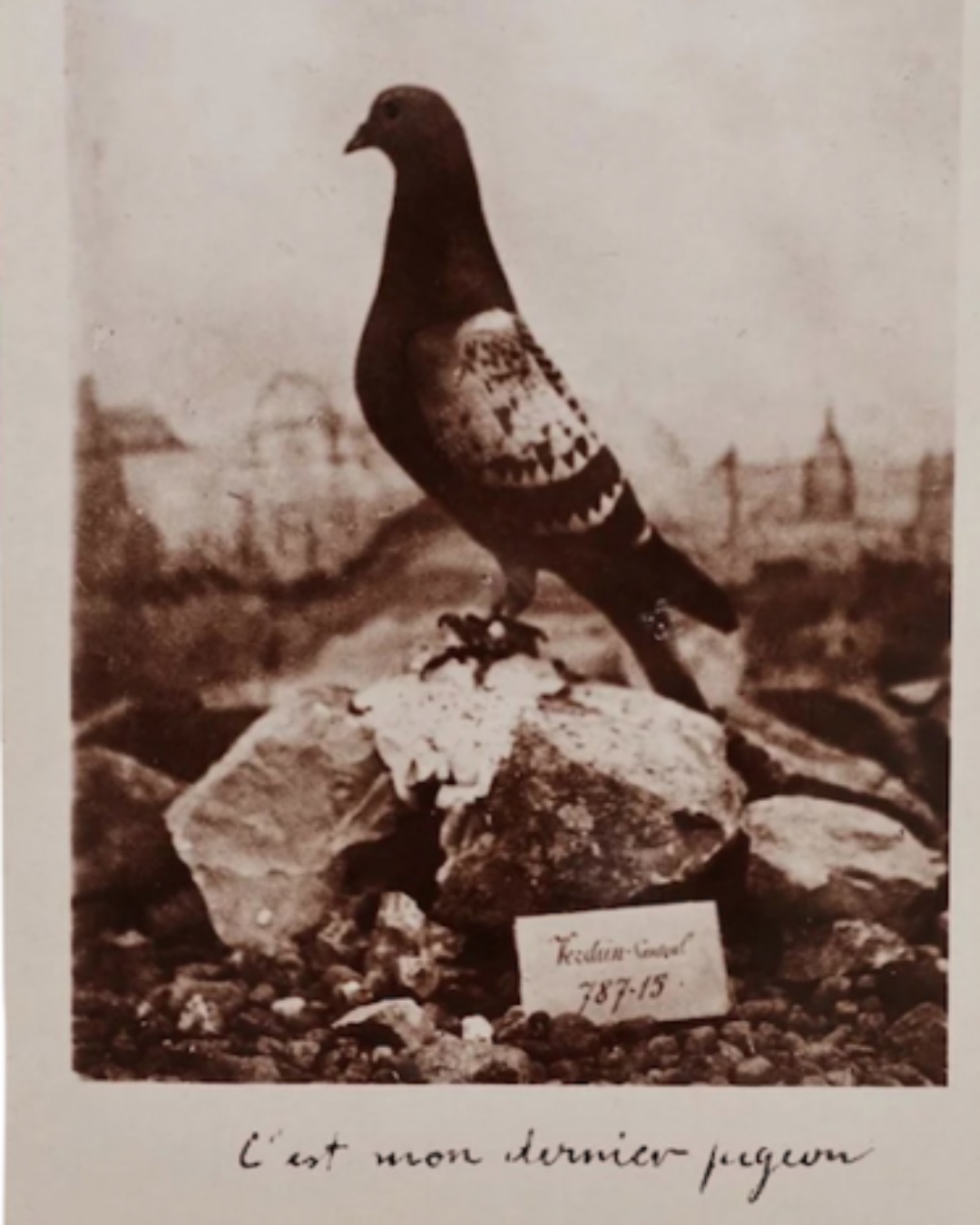 A vintage postcard depicting a carrier pigeon