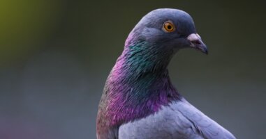 Image of a pigeon