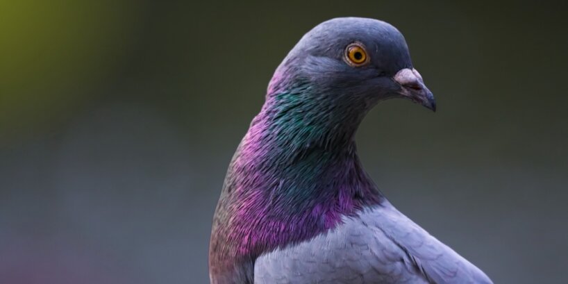 Image of a pigeon