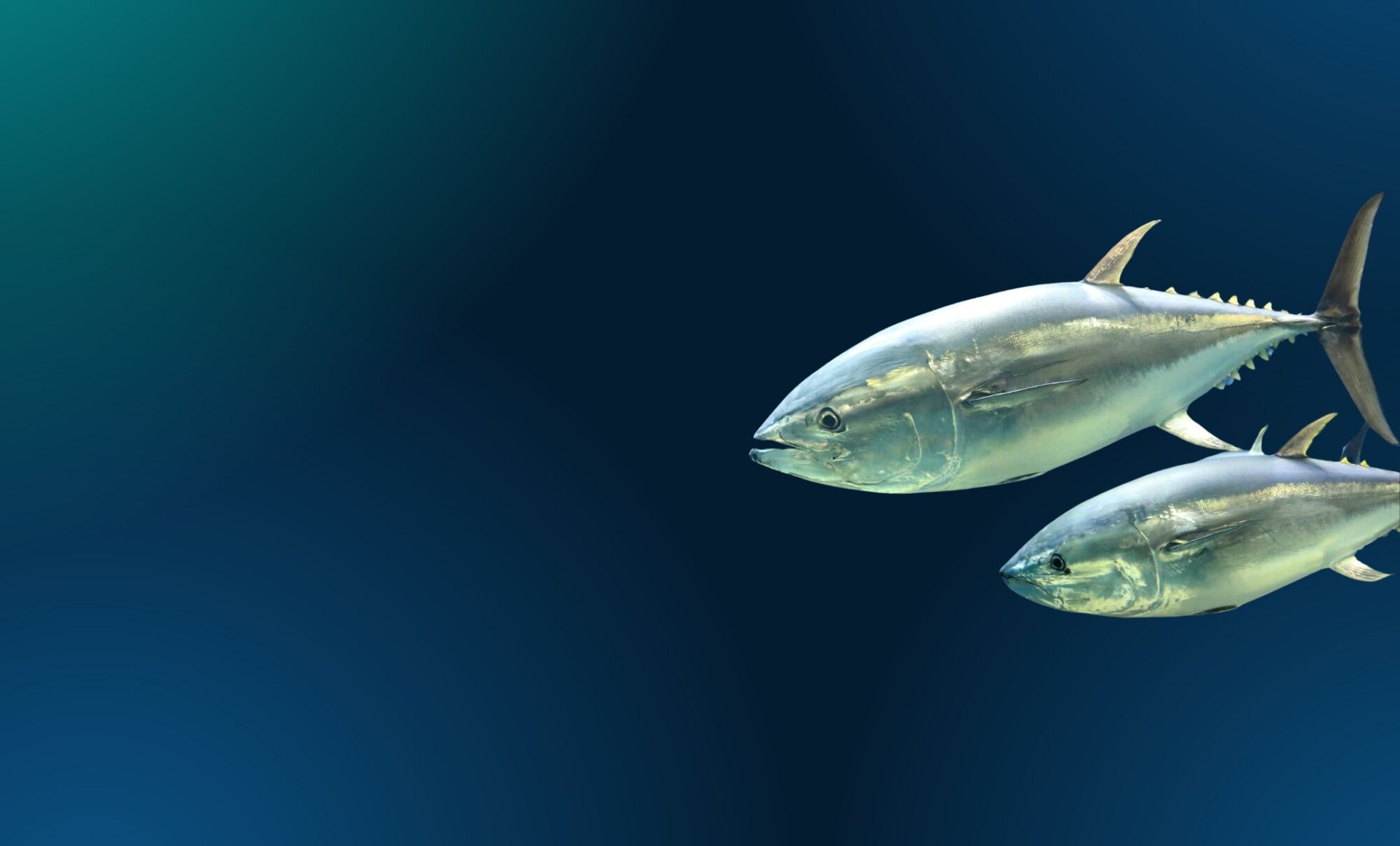 Movement Grants banner image of fish