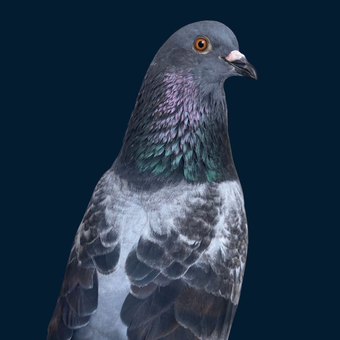 Paolo the rescue pigeon