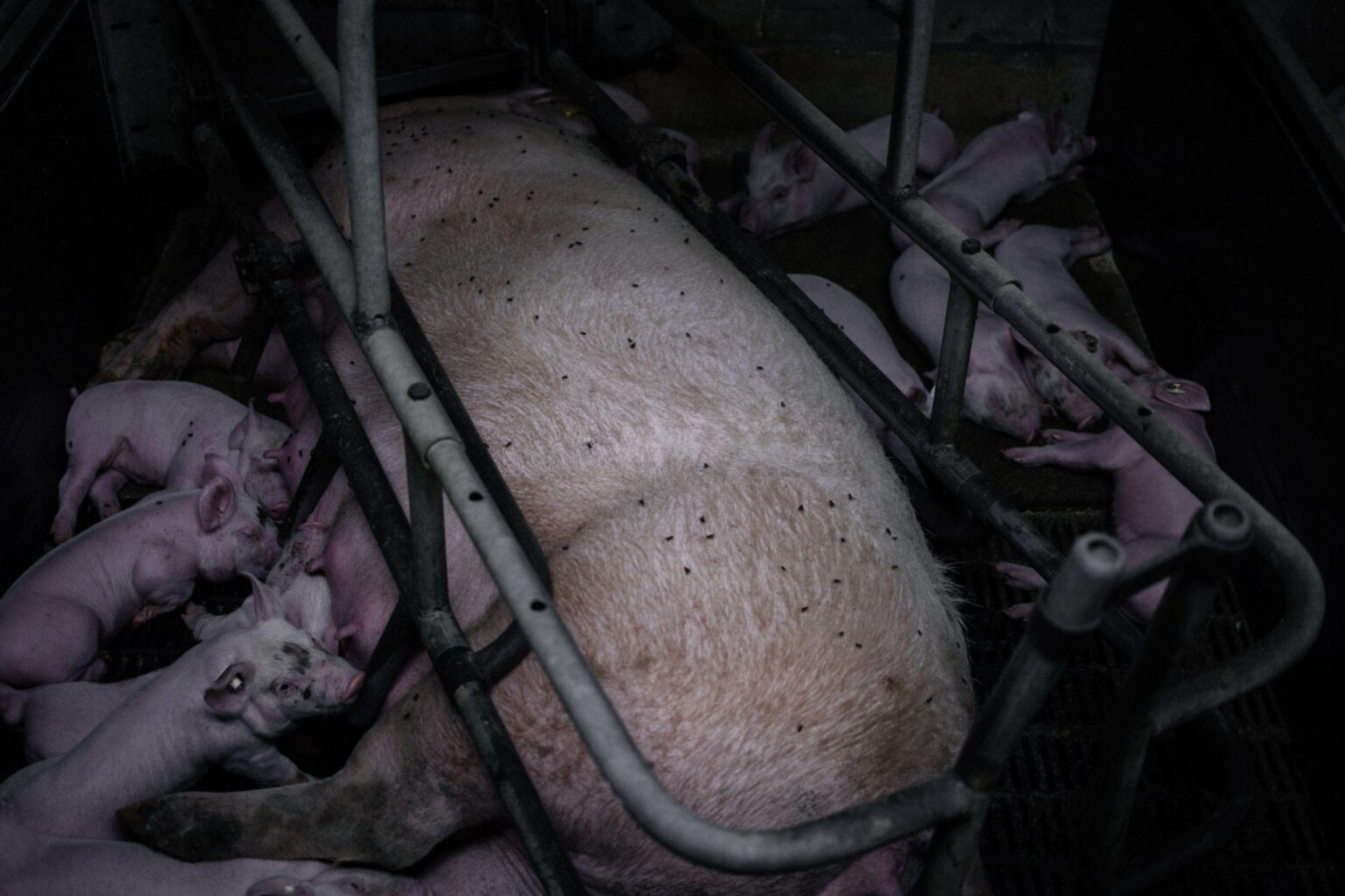 caged-mother-sow