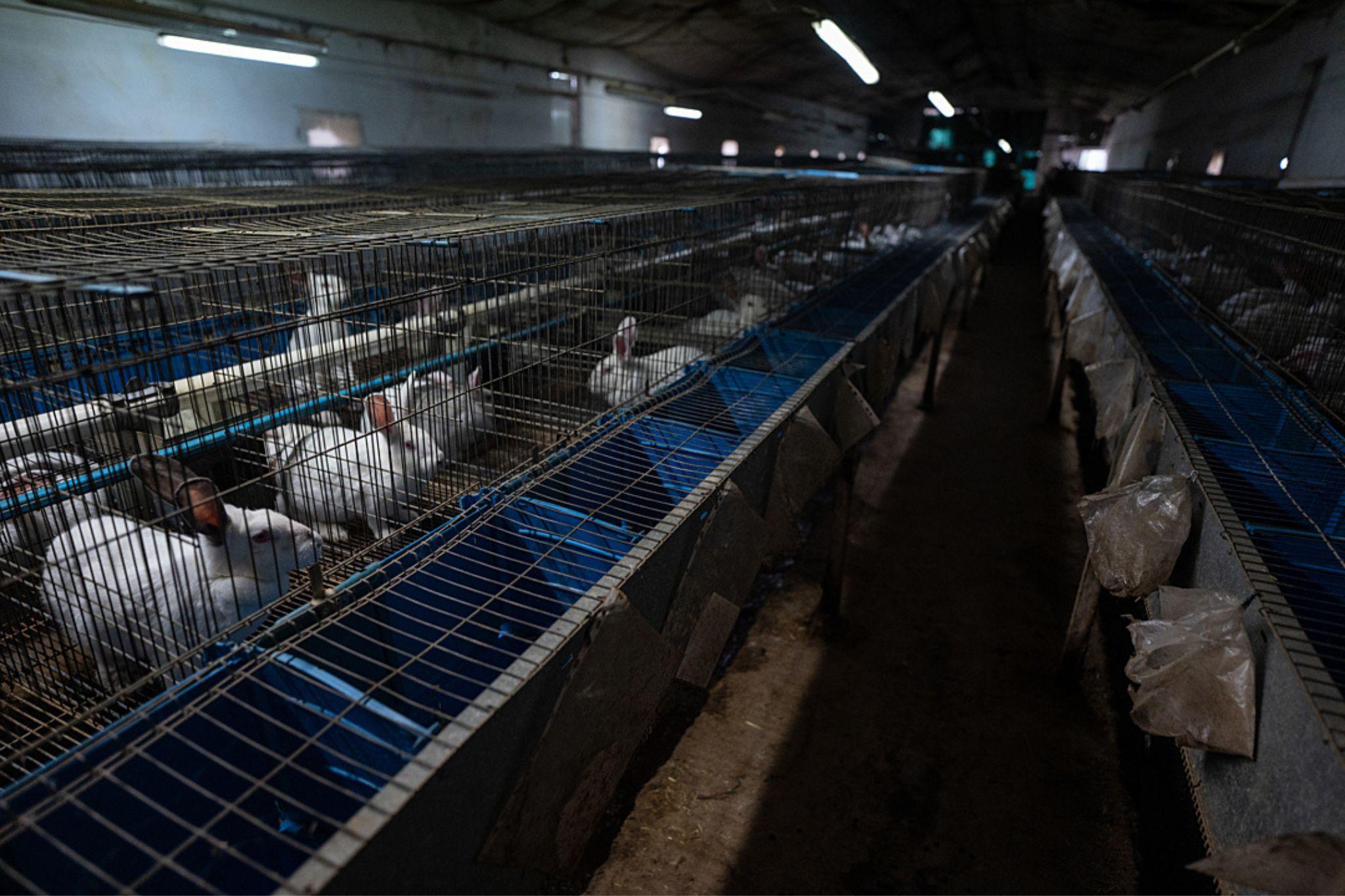 caged-rabbits-raised-for-meat