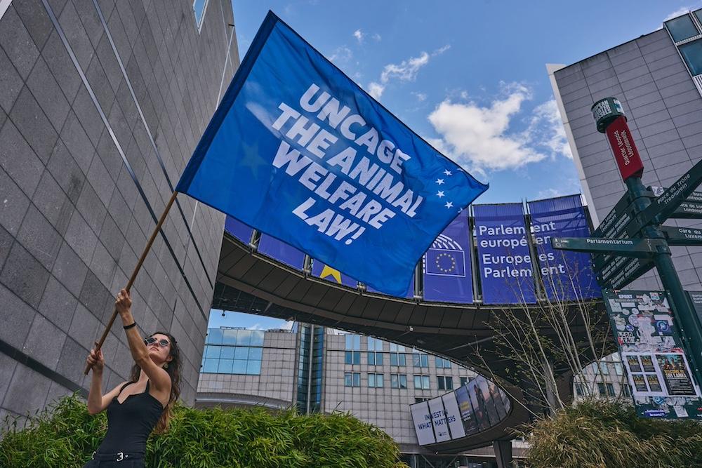 demonstration-EU-parlament-uncage-law