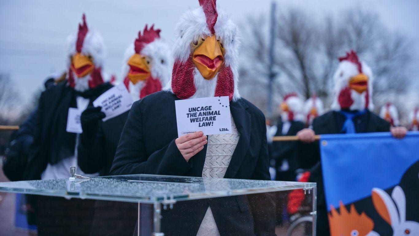 Animal advocate symbolically voting