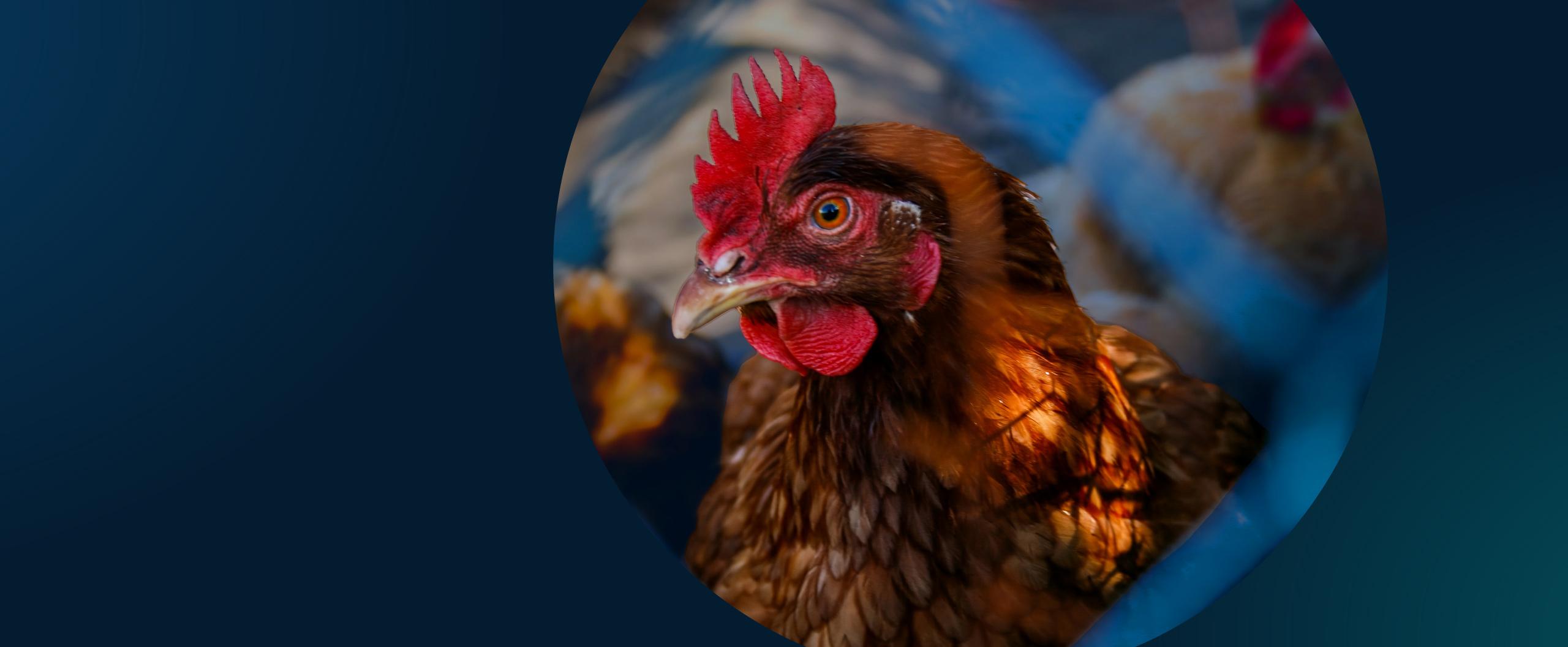 rcf matching challenge background image