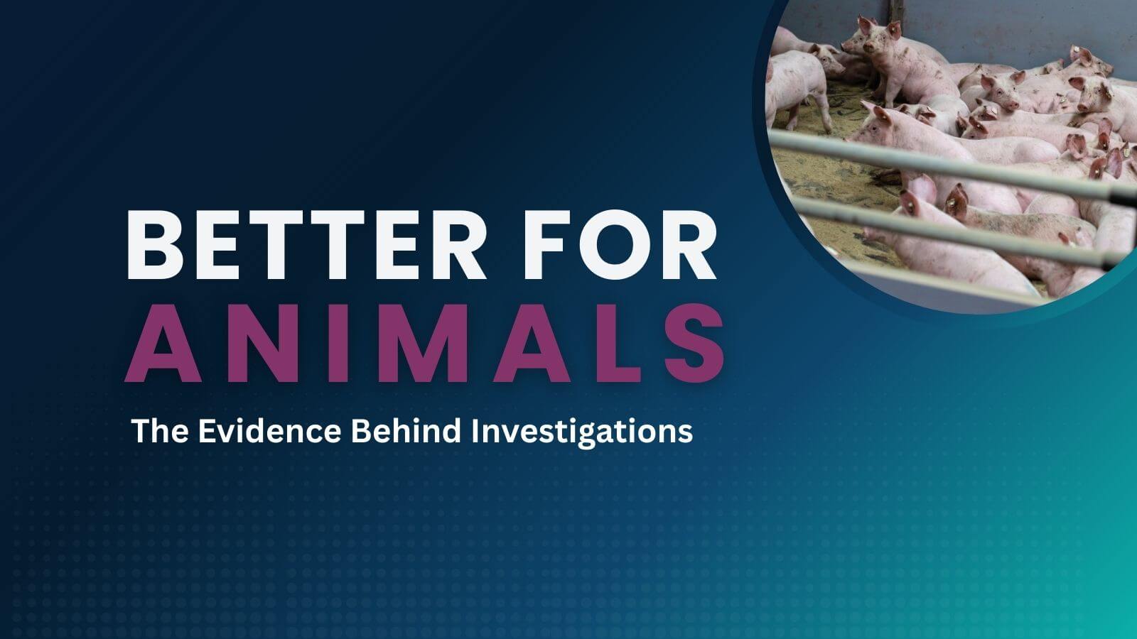 Better for Animals: The Evidence Behind Investigations