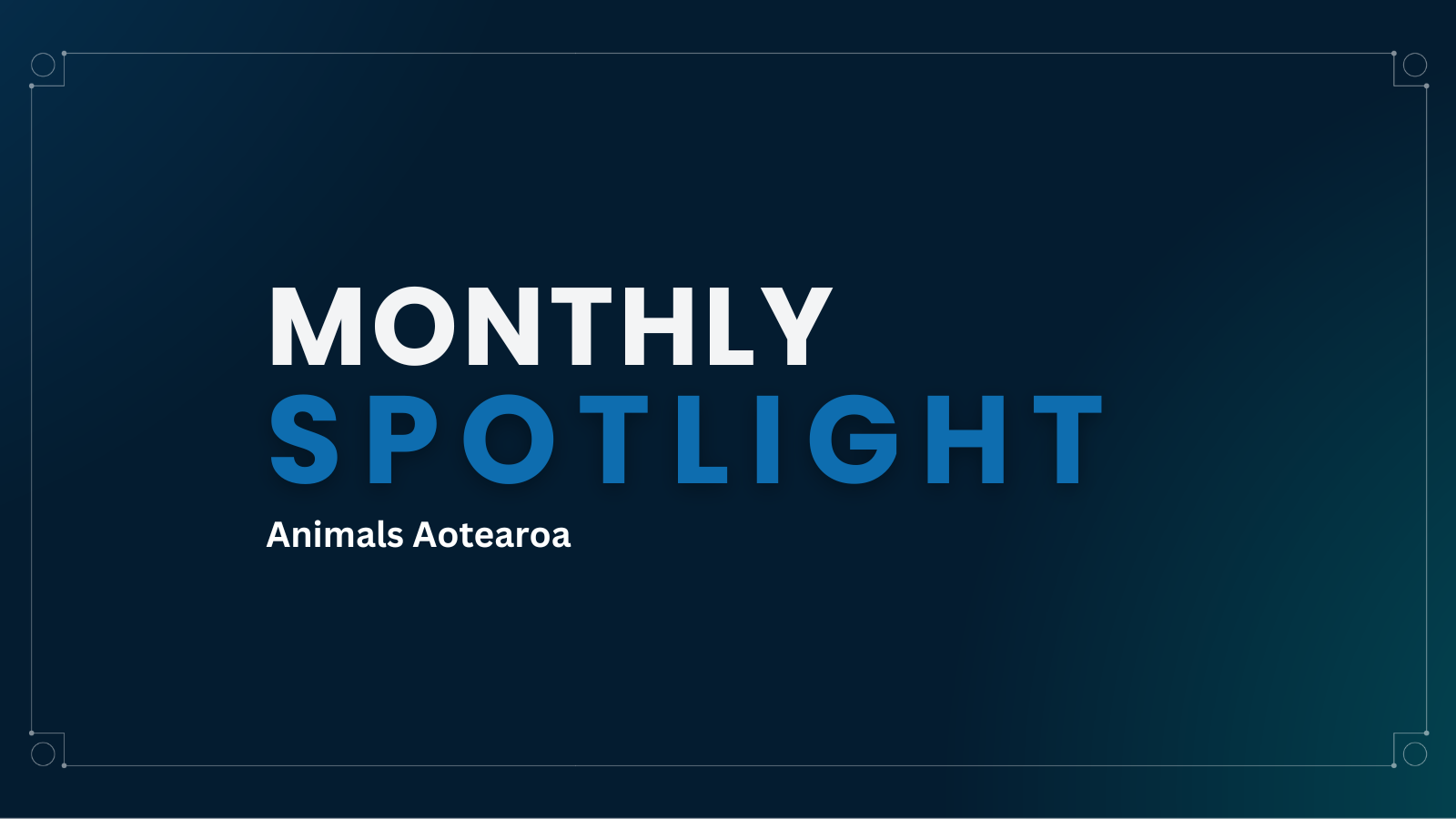 Monthly Spotlight: Animals Aotearoa