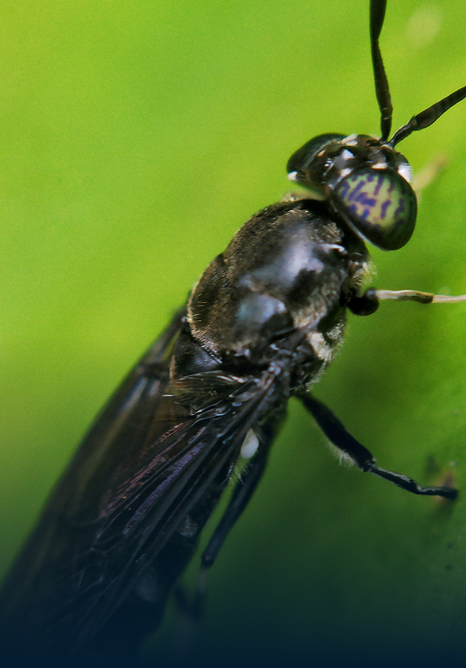 Black soldier flies