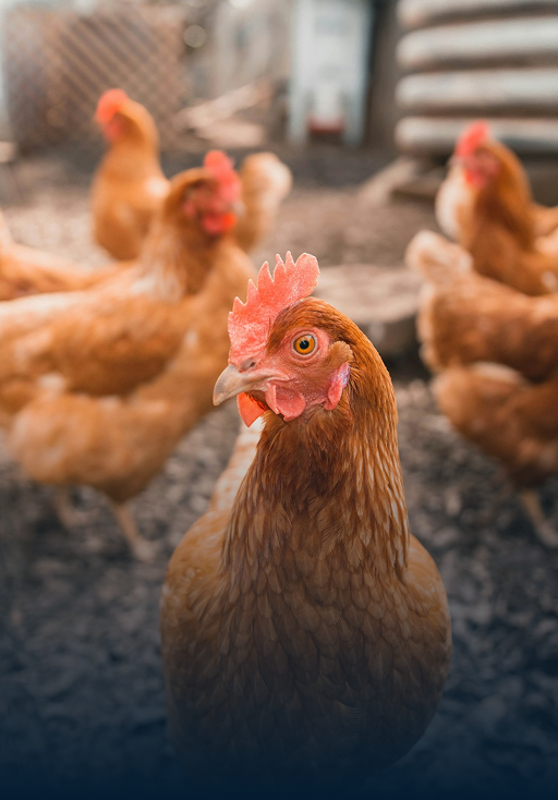 chickens