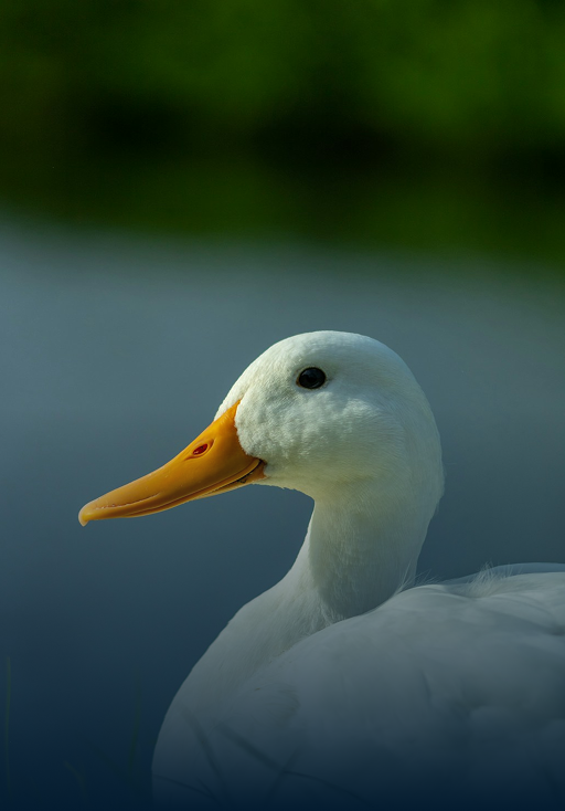 ducks