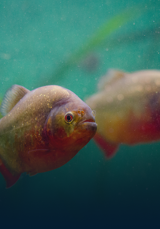 farmed fish