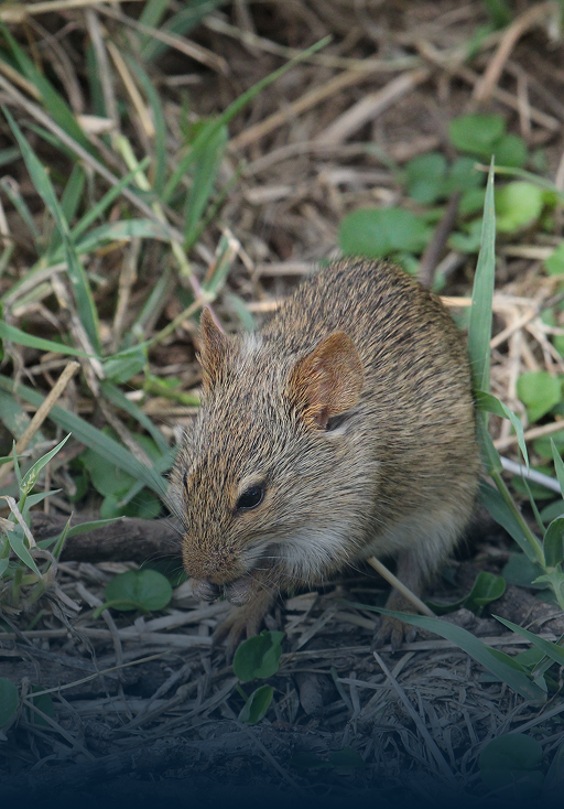 Mouse