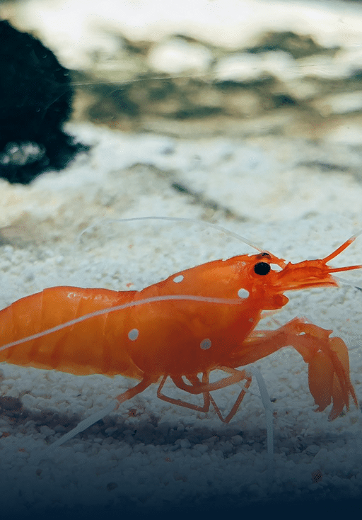 Shrimp